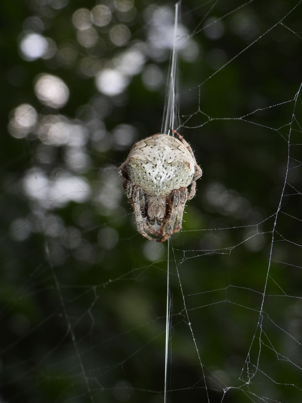 Araneidae ID